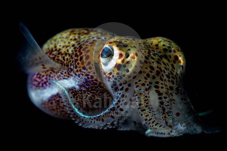 Euprymna scolopes Kahi Kai Images Euprymna scolopes Hawaiian Bobtail squid