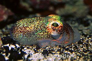 Euprymna scolopes Hawaiian Bobtail Squid Euprymna scolopes