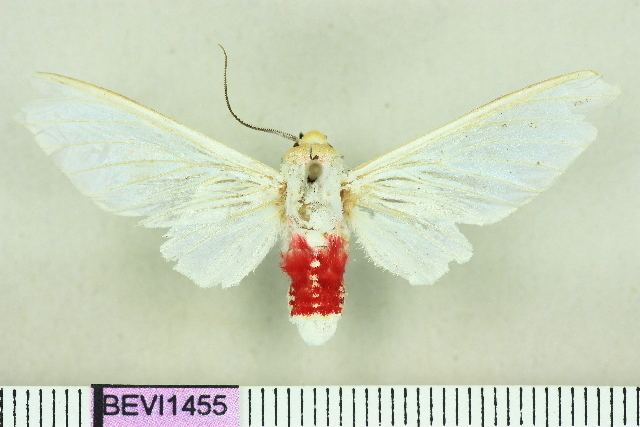 Eupseudosoma grandis