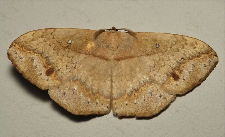 Eupterotidae Eupterotid Moth EupteroteSphingognatha sp Eupterotidae Flickr