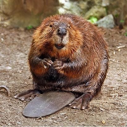 Eurasian beaver Eurasian Beaver