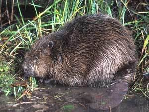 Eurasian beaver wwwplanetepassioneuMAMMALSINFRANCEEuropeanb