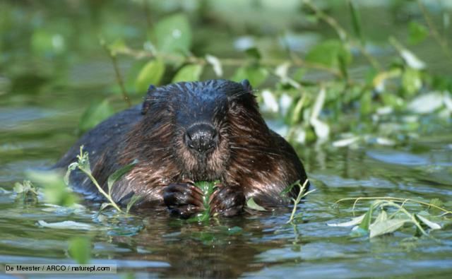 Eurasian beaver BBC Nature European beaver videos news and facts