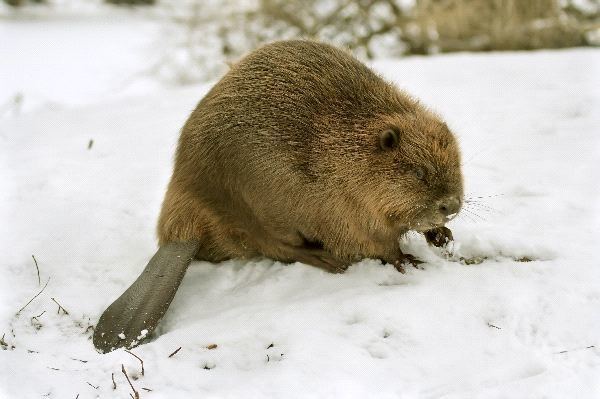 Eurasian beaver Eurasian Beaver Animal Facts and Information