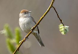 Eurasian blackcap Eurasian blackcap Wikipedia