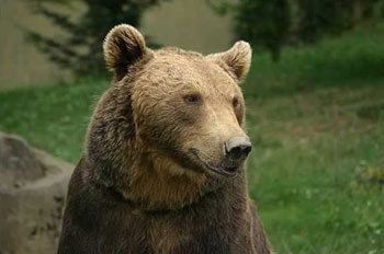 Eurasian brown bear Brown Bear The Animal Files