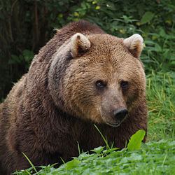 Eurasian brown bear httpsuploadwikimediaorgwikipediacommonsthu