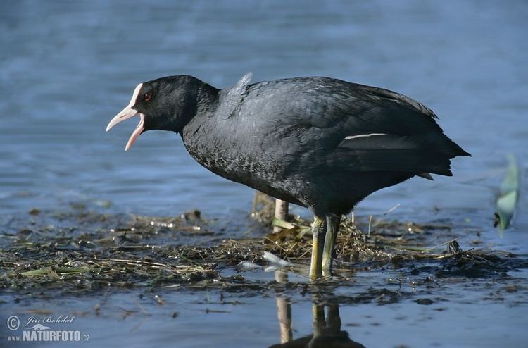 Eurasian coot Eurasian Coot Pictures Eurasian Coot Images NaturePhoto