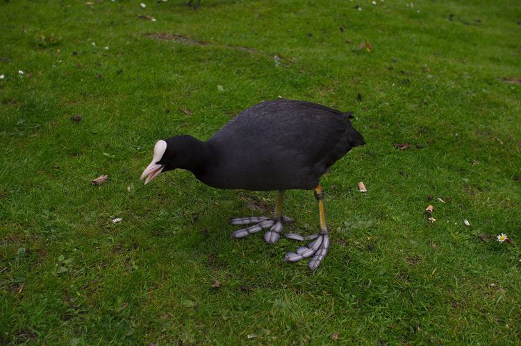 Eurasian coot FileEurasian Coot with open beakjpg Wikimedia Commons