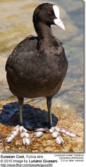 Eurasian coot Eurasian Coot Fulica atra