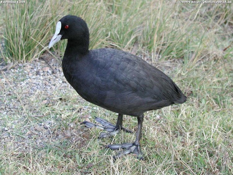 Eurasian coot Eurasian Coot Bird Photo Gallery