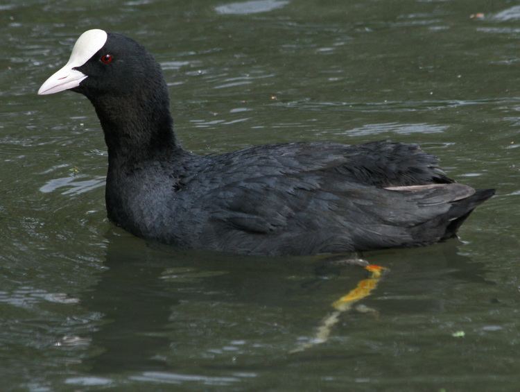 Eurasian coot FileEurasian Coot RWDjpg Wikimedia Commons