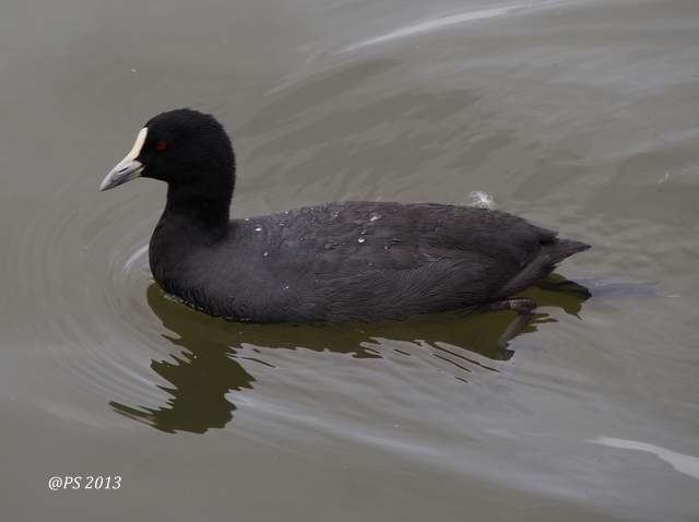 Eurasian coot What39s Lurking In Your Backyard 27 Eurasian Coot