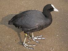 Eurasian coot httpsuploadwikimediaorgwikipediacommonsthu