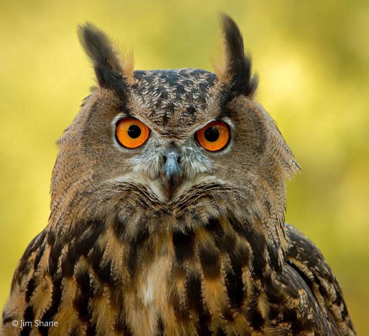Eurasian eagle-owl httpsassetsperegrinefundorgvisualmediaphoto
