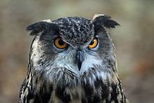 Eurasian eagle-owl Eurasian eagleowl Wikipedia