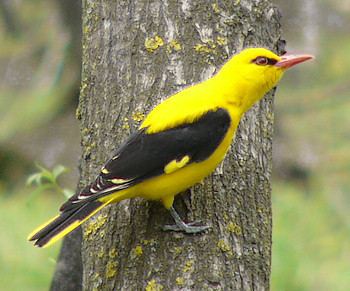 Eurasian golden oriole Eurasian Golden Oriole Dr Bakshi Jehangir