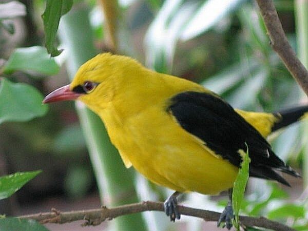 Eurasian golden oriole Eurasian golden oriole Wikipedia