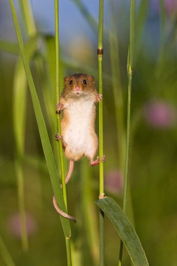 Eurasian harvest mouse The Tiny World of the Eurasian Harvest Mouse