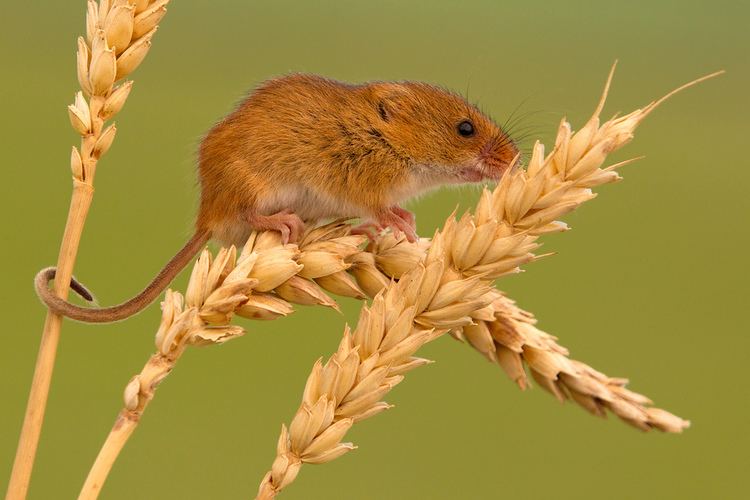 Eurasian harvest mouse Harvest mouse 18 Harvest mouse on wheat ear Robert Bannister