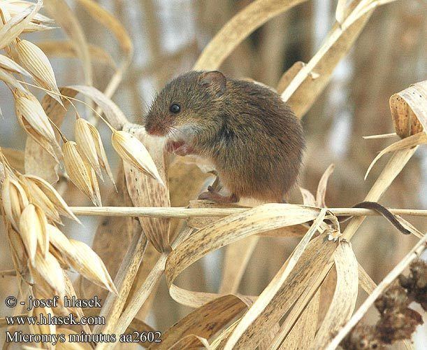 Eurasian harvest mouse wwwhlasekcomfotomicromysminutusaa2602jpg