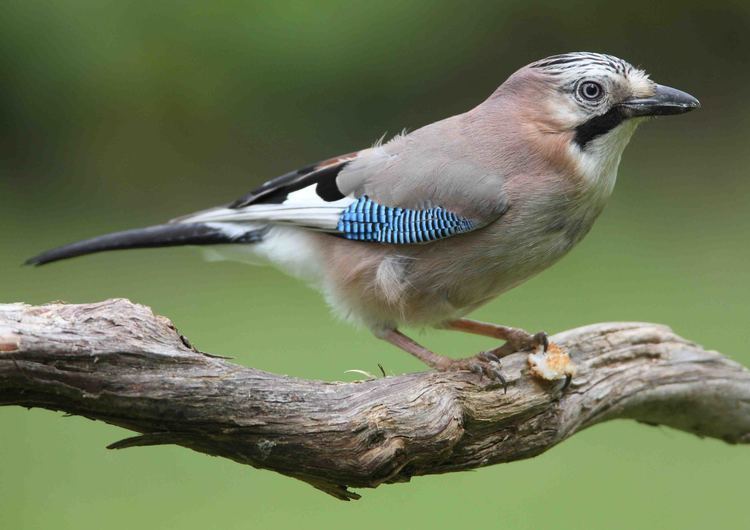 Eurasian jay Eurasian jay