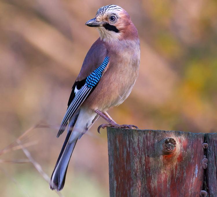 Eurasian jay Male Eurasian Jays Surprise Ornithologists Biology SciNewscom