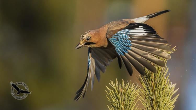 Eurasian jay Eurasian Jay Garrulus glandarius videos photos and sound