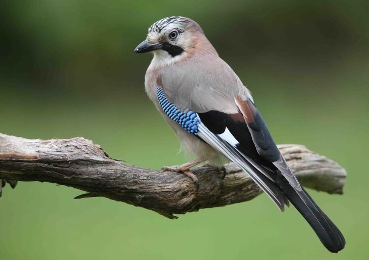 Eurasian jay Eurasian jay