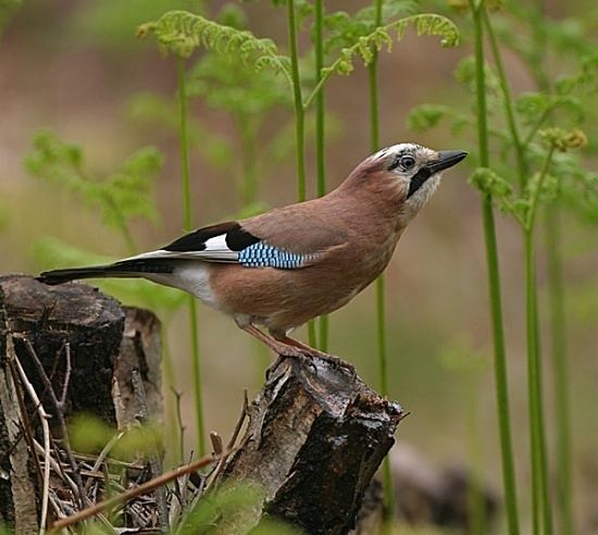 Eurasian jay wwwbirdforumnetopusimagesthumbaacEurasian