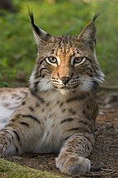 Eurasian lynx httpsuploadwikimediaorgwikipediacommonsthu