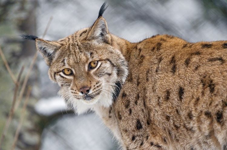 Eurasian lynx Gorgeous Eurasian Lynxes And Their Wild Cat Babies
