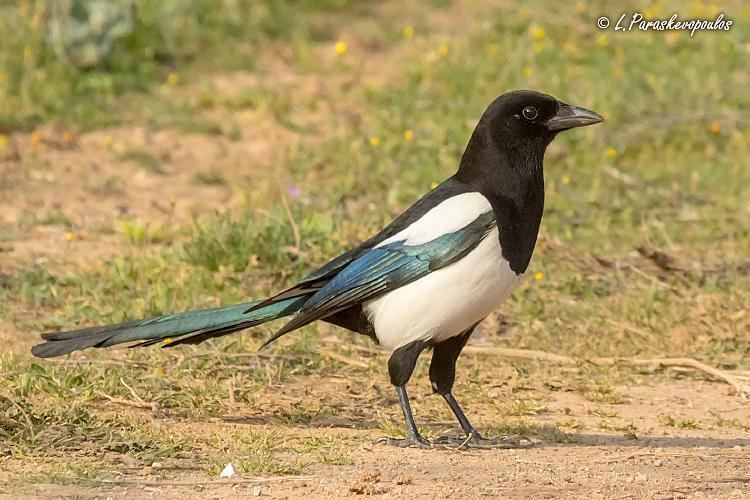 Eurasian magpie Eurasian Magpie Pica pica by Lev Paraskevopoulos Identifier to