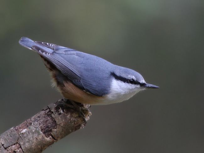 Eurasian nuthatch orientalbirdimagesorgimagesdataeurasiannuthat