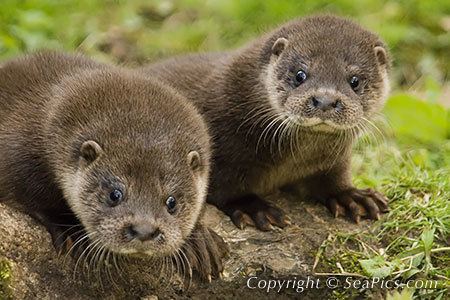 Eurasian otter Eurasian Otter Pictures Photos Images Searches SeaPicscom