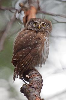 Eurasian pygmy owl httpsuploadwikimediaorgwikipediacommonsthu