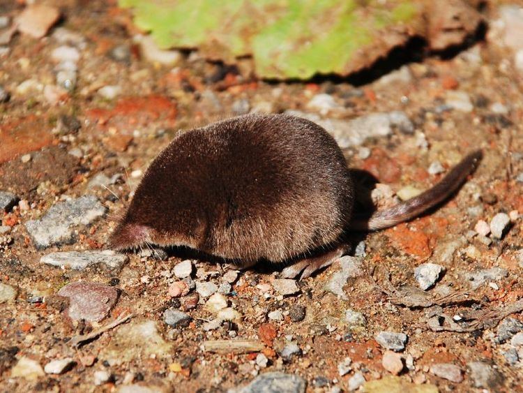 Eurasian pygmy shrew Eurasian pygmy shrew Wikipedia