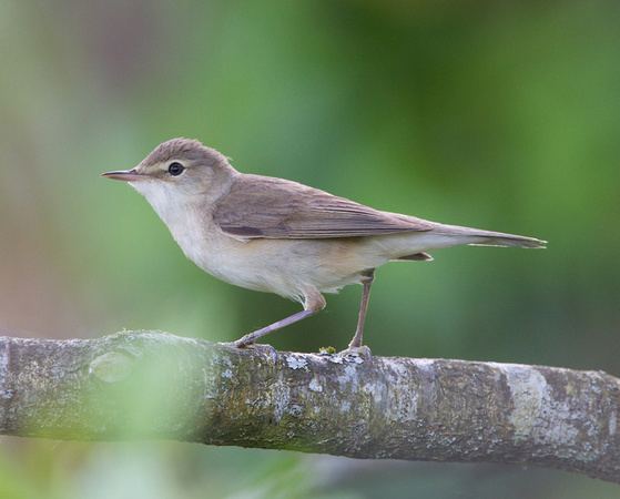Eurasian reed warbler Zenfolio Images by Mark Carmody Hummingbirds Warblers