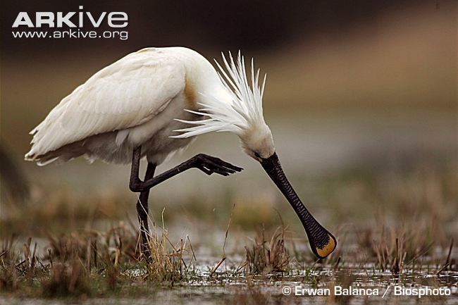 Eurasian spoonbill Eurasian spoonbill videos photos and facts Platalea leucorodia