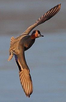 Eurasian teal httpsuploadwikimediaorgwikipediacommonsthu