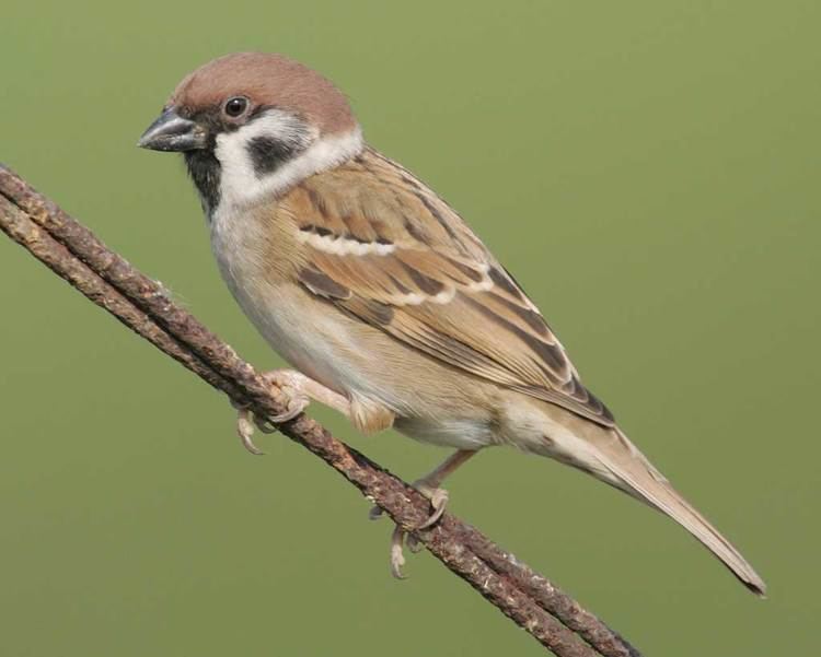 Eurasian tree sparrow d2fbmjy3x0sduacloudfrontnetsitesdefaultfiles