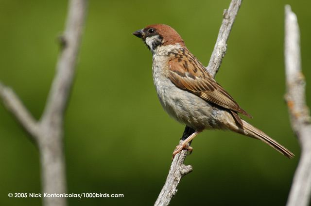 Eurasian tree sparrow EurasianTree Sparrow Passer montanus