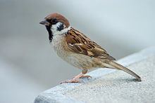 Eurasian tree sparrow Eurasian tree sparrow Wikipedia