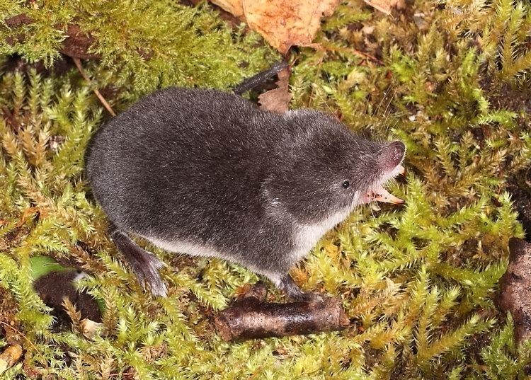 Eurasian water shrew wwwwildfactscomwpcontentuploads201301Eura