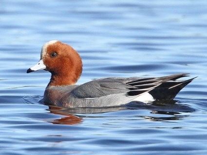 Eurasian wigeon httpswwwallaboutbirdsorgguidePHOTOLARGEEu