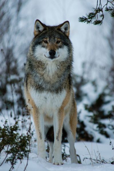 Eurasian wolf 1000 ideas about Eurasian Wolf on Pinterest Black wolves Gray