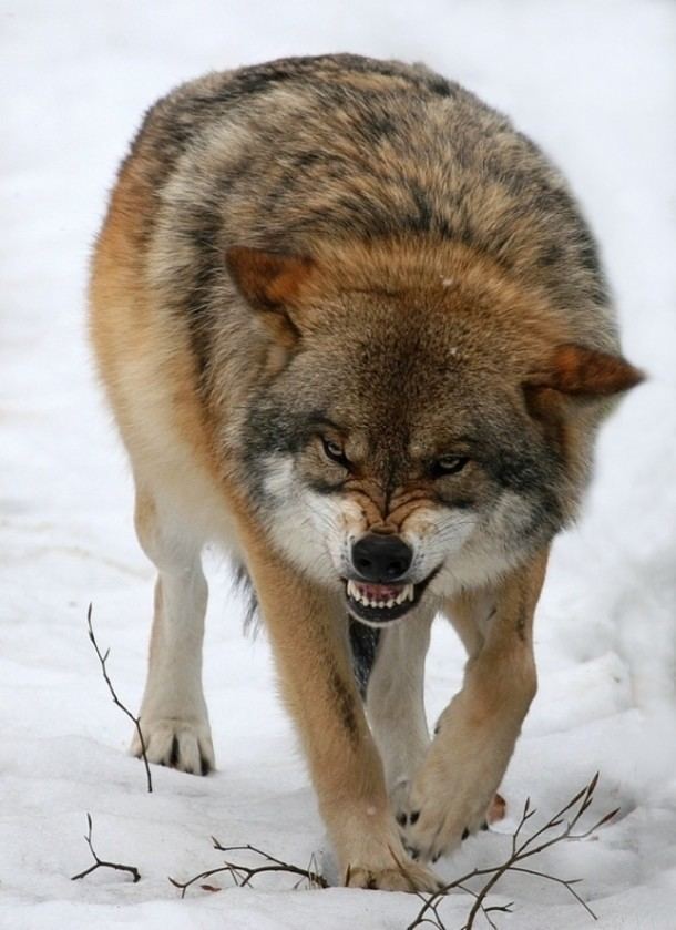 Eurasian wolf Eurasian Wolf Photorator