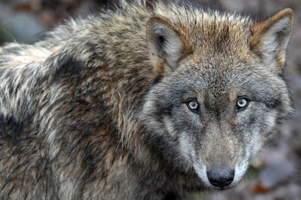 Eurasian wolf Eurasian Wolf Facts Distribution Habitat Diet Pictures