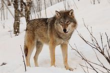Eurasian wolf httpsuploadwikimediaorgwikipediacommonsthu