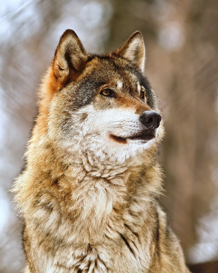 Eurasian wolf Eurasian Wolf Canis lupus Captive wolf Michal Petro Flickr